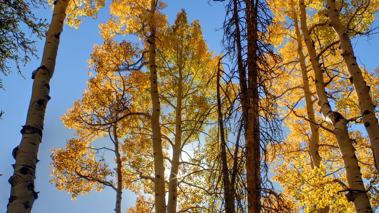 Quaking aspen — Image Credit: LeavXC - CC BY-SA 3.0/Wiki Commons