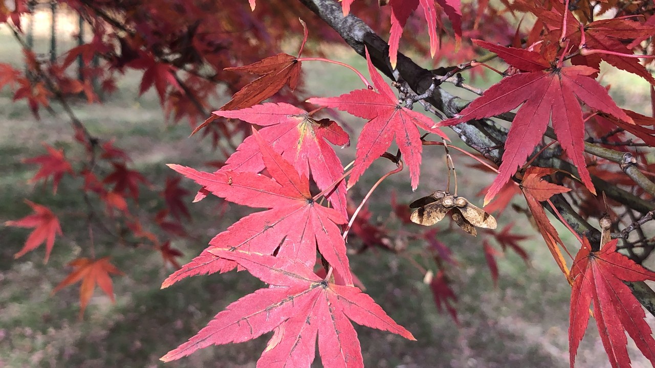 Japanese maple — Image Credit: Famartin - CC BY-SA 4.0/Wiki Commons