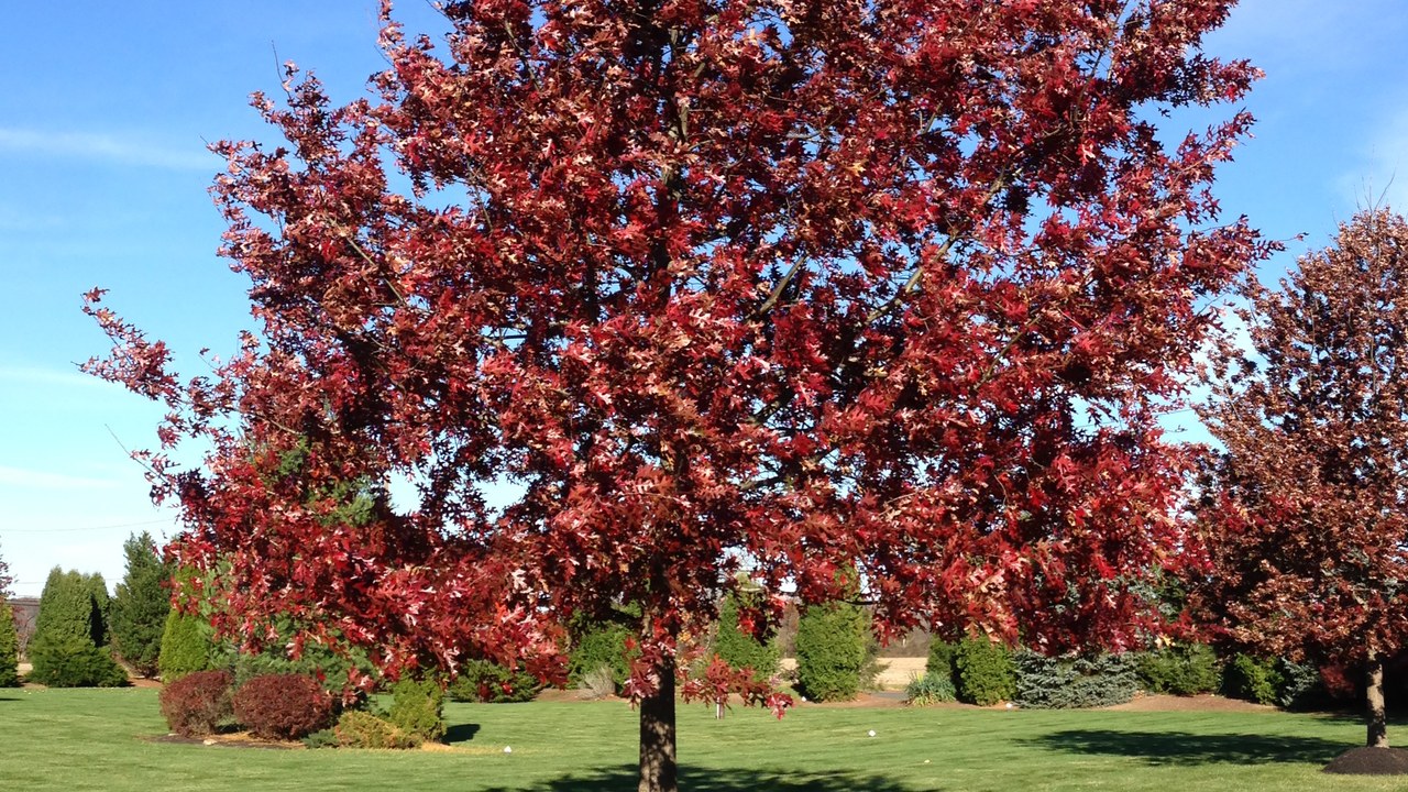 Scarlet oak — Image Credit: Famartin - CC BY-SA 4.0/Wiki Commons