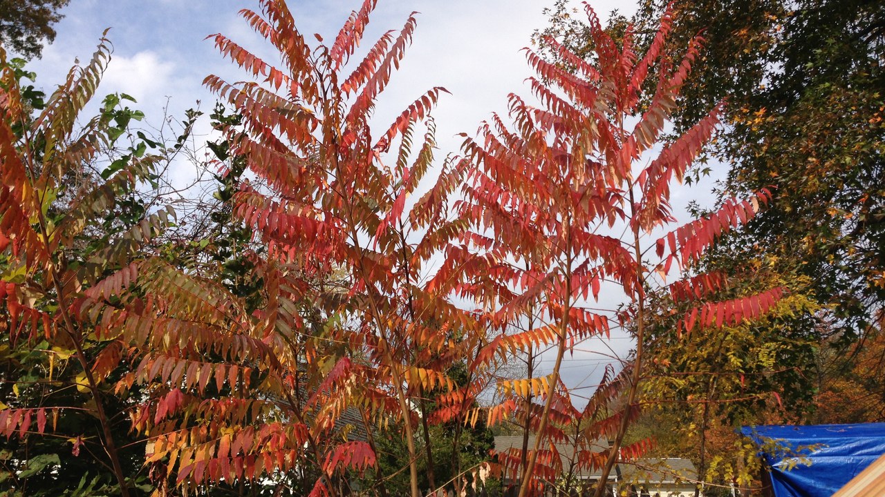 Staghorn sumac — Image Credit: Famartin - CC BY-SA 4.0/Wiki Commons