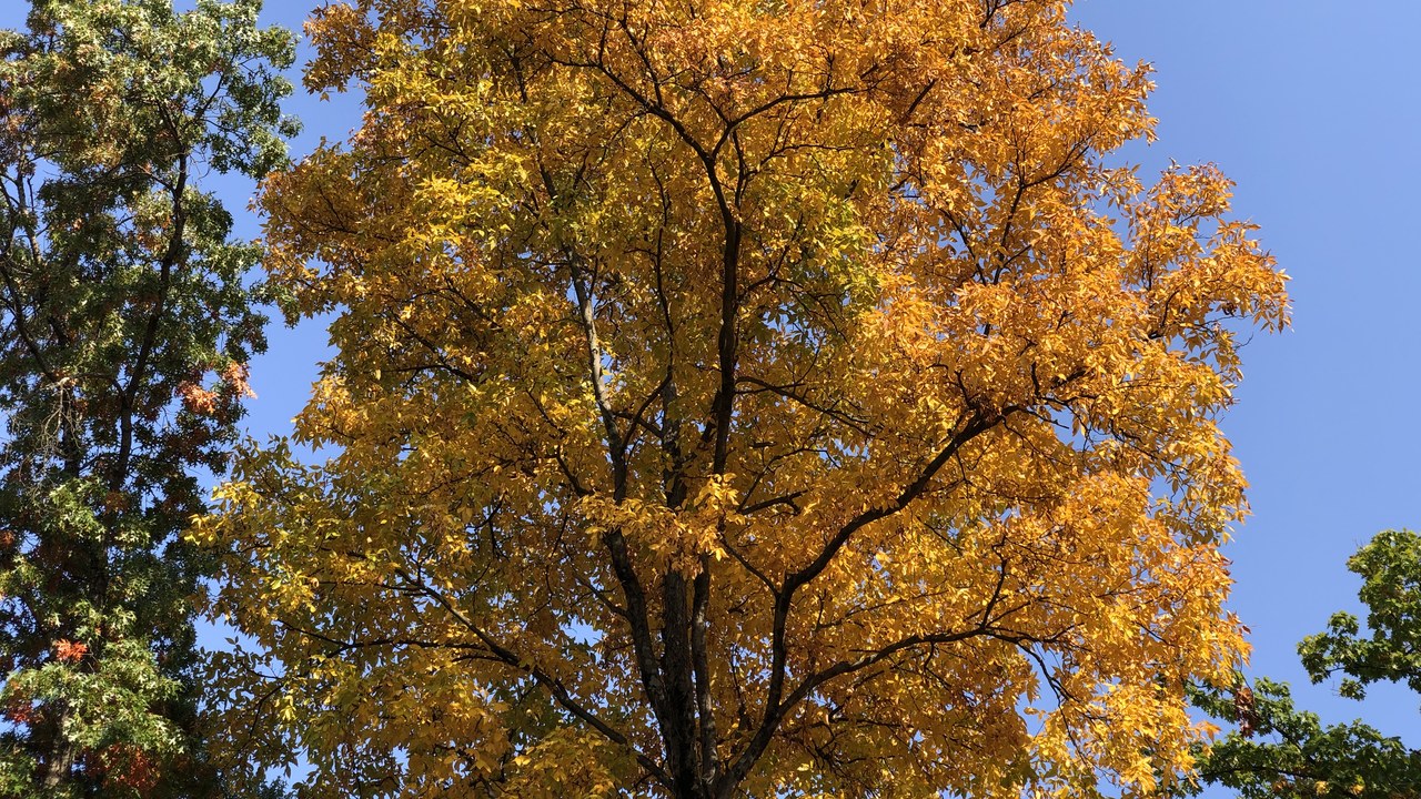 Hickory — Image Credit: Famartin - CC BY-SA 4.0/Wiki Commons