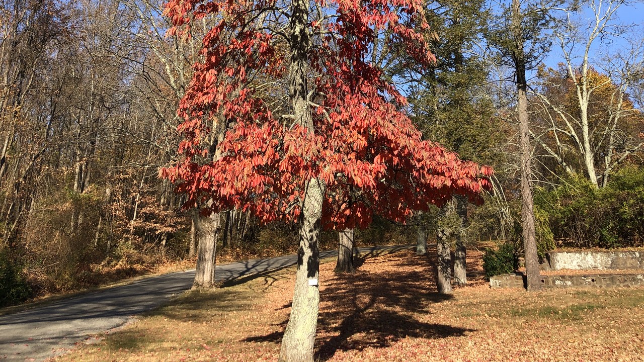 Sourwood — Image Credit: Famartin - CC BY-SA 4.0/Wiki Commons