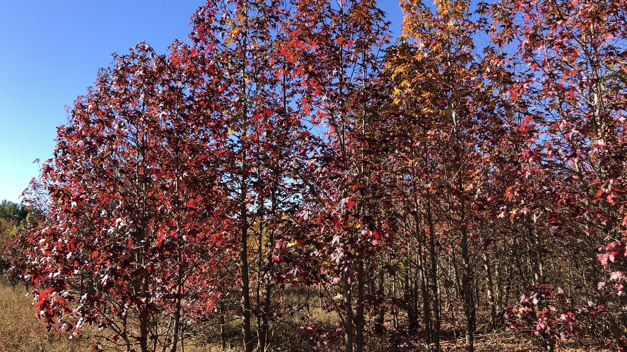 Sweetgum — Image Credit: Famartin - CC BY-SA 4.0/Wiki Commons