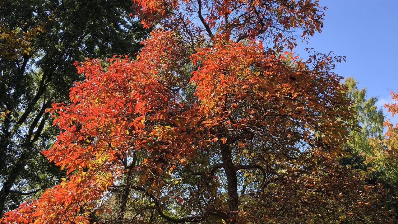 Sassafras — Image Credit: Famartin - CC BY-SA 4.0/Wiki Commons