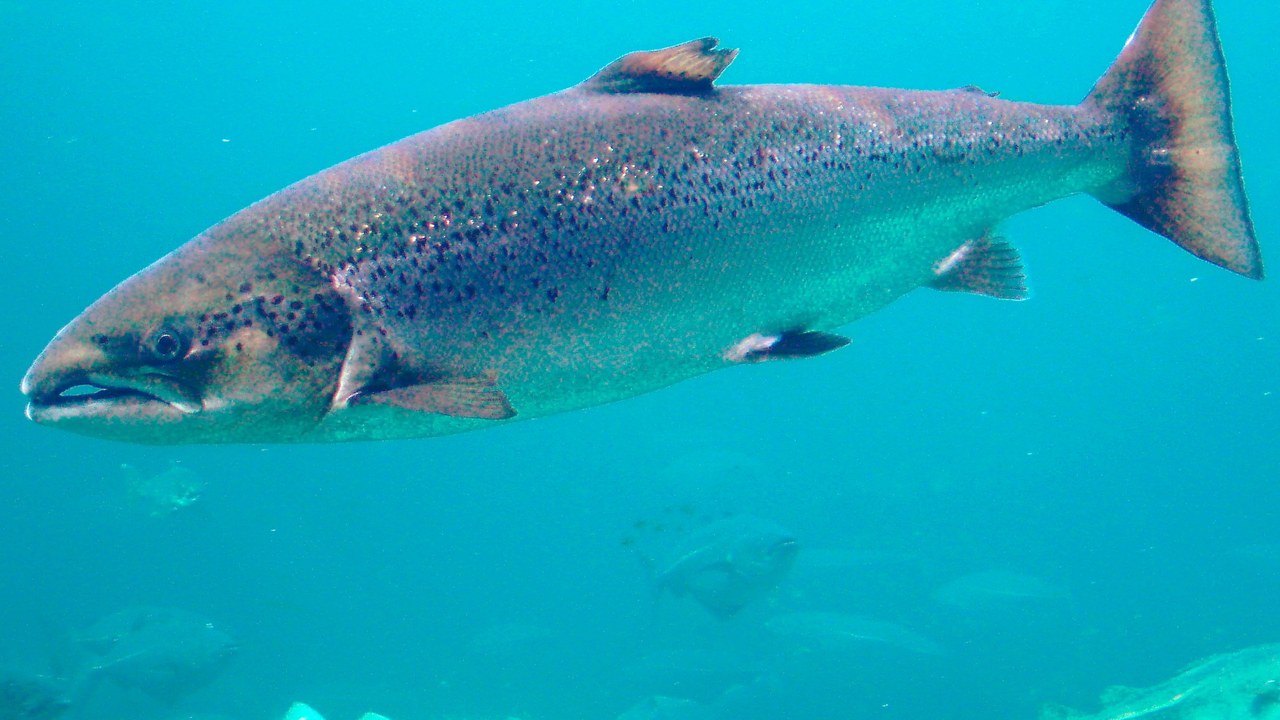 Atlantic salmon — Image Credit: Hans-Petter Fjeld - CC BY-SA 2.5/Wiki Commons