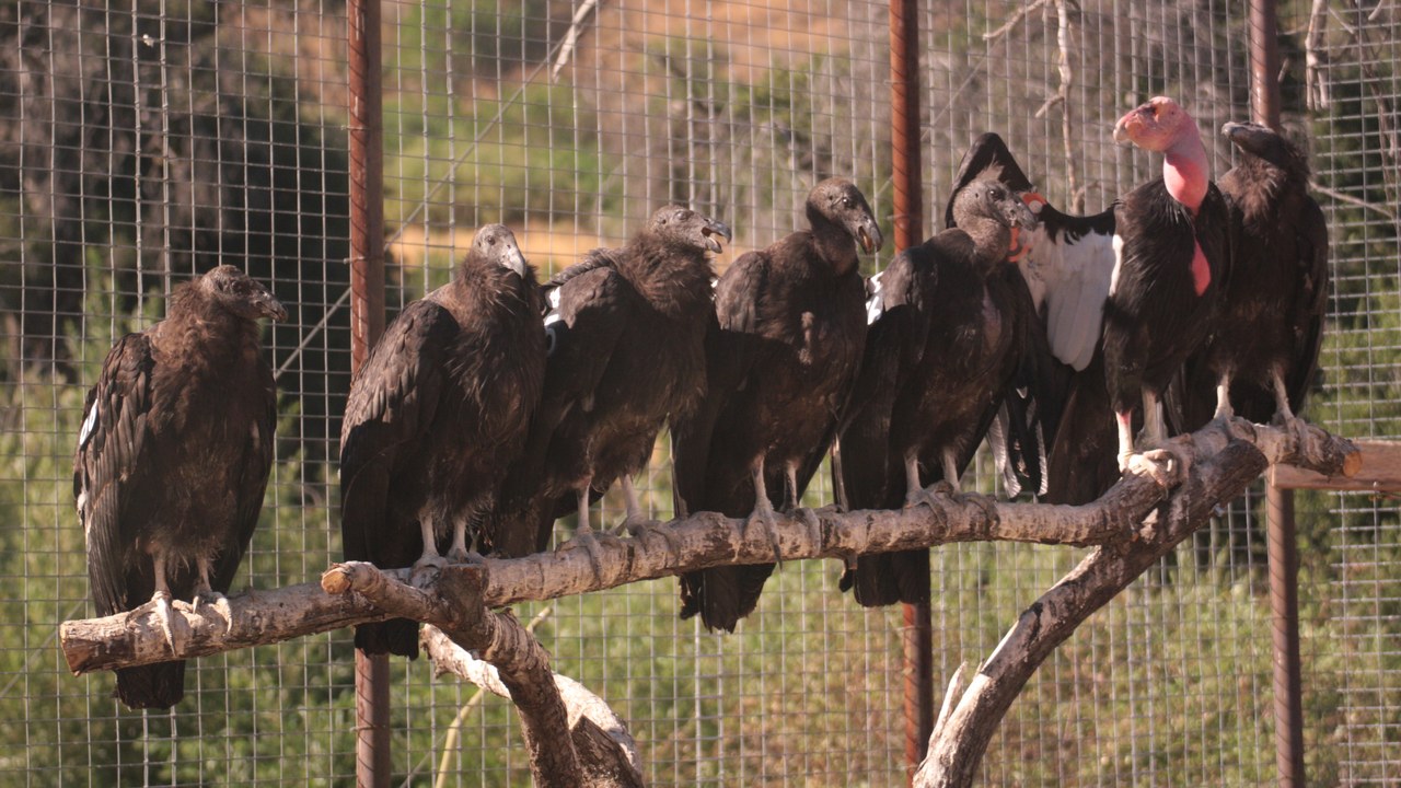 California condor — Image Credit: USFWS Pacific Southwest Region - Public domain/Wiki Commons