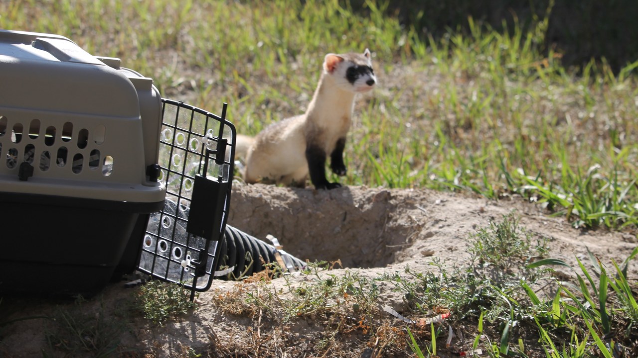 Black-footed ferret — Image Credit: USFWS Mountain Prairie - Public domain/Wiki Commons