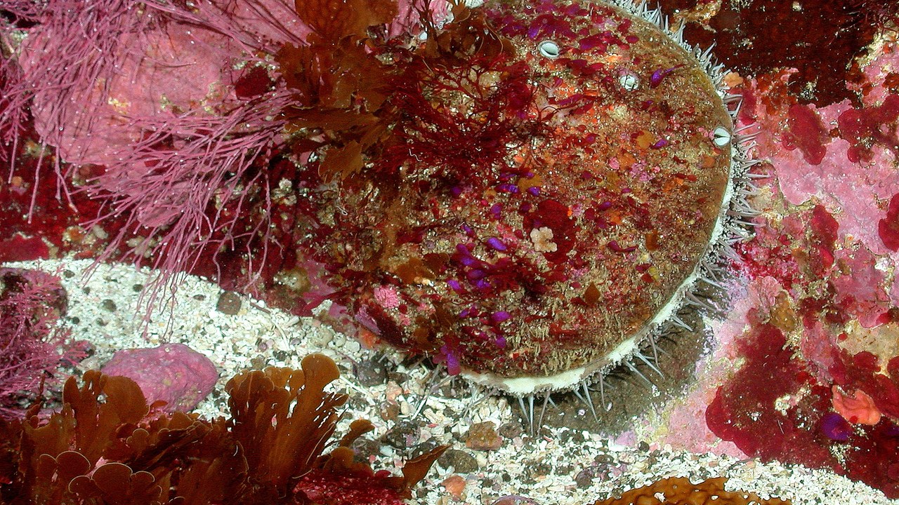 White abalone — Image Credit: National Marine Sanctuaries - Public domain/Wiki Commons