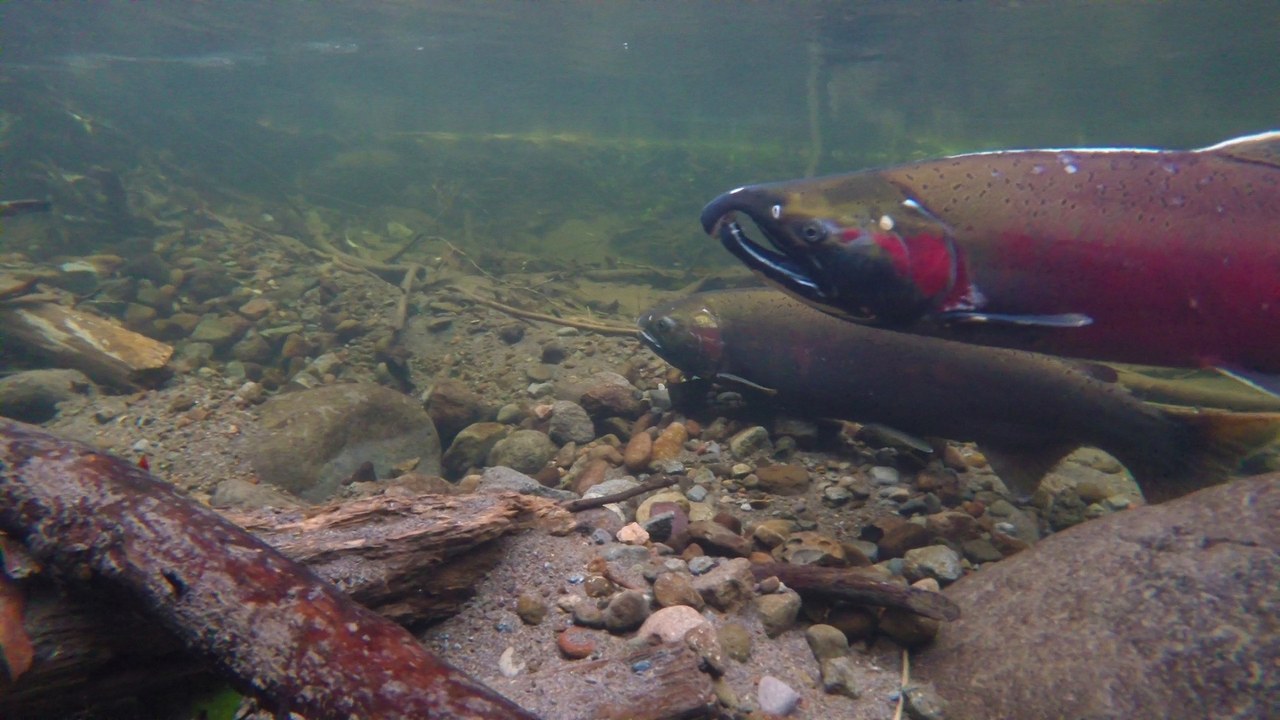 Coho salmon — Image Credit: Bureau of Land Management Oregon and Washington - Public domain/Wiki Commons