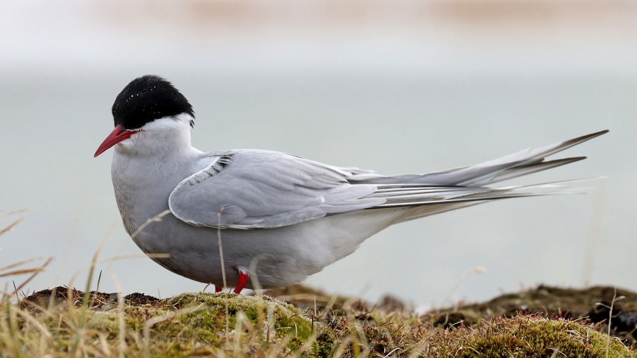 Arctic tern — Image Credit: USFWSAlaska - Public domain/Wiki Commons