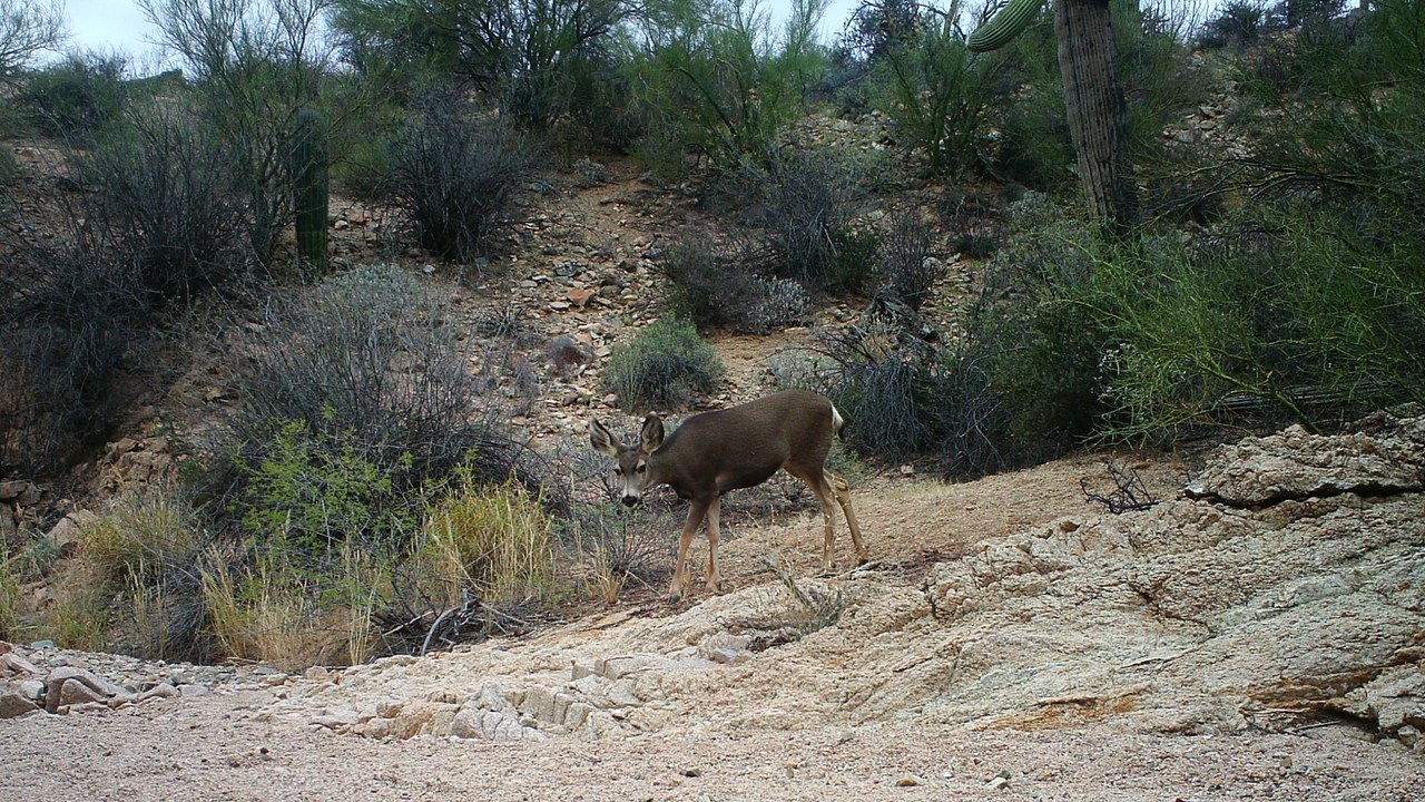 Mule deer — Image Credit: SaguaroNPS - Public domain/Wiki Commons