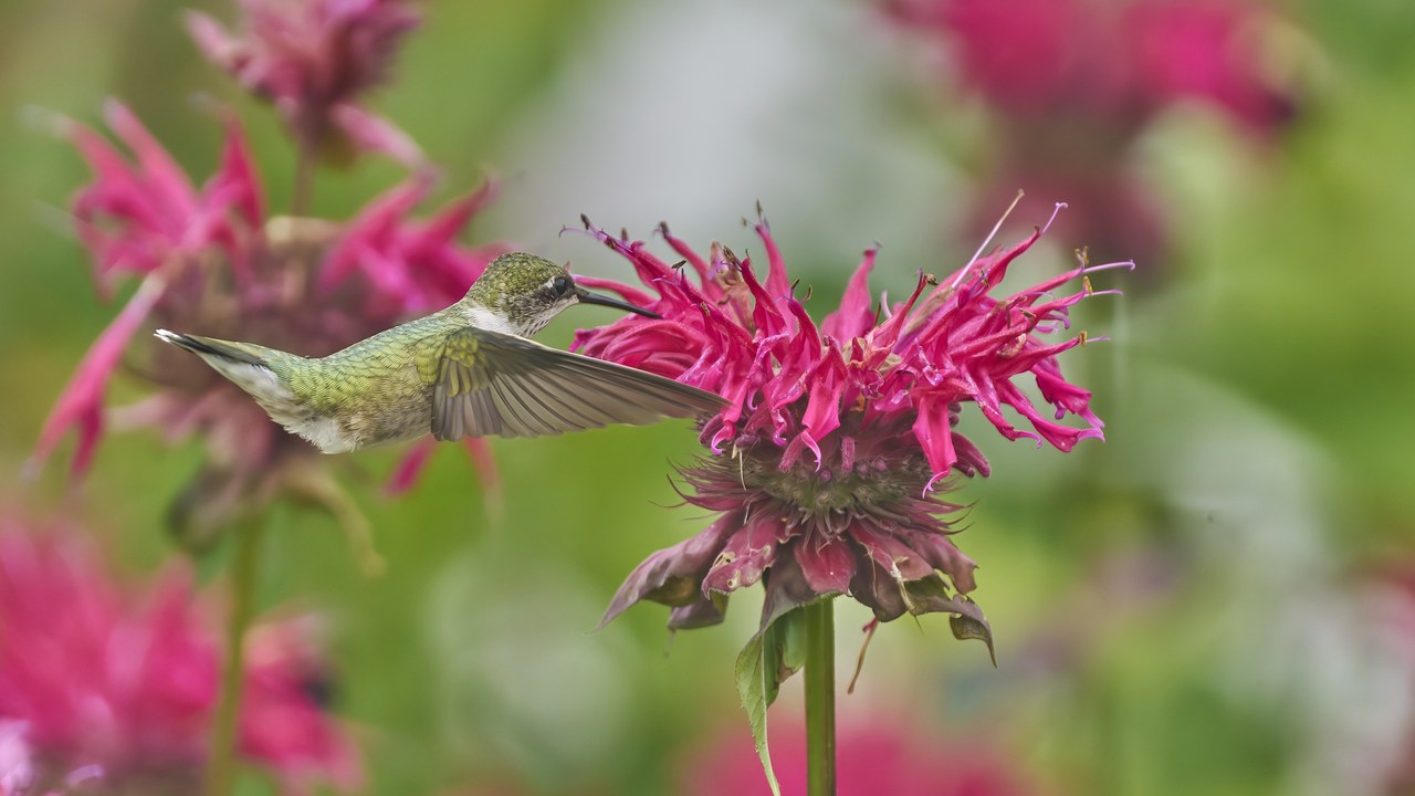 Ruby-throated hummingbird — Image Credit: Paul Danese - CC BY-SA 4.0/Wiki Commons