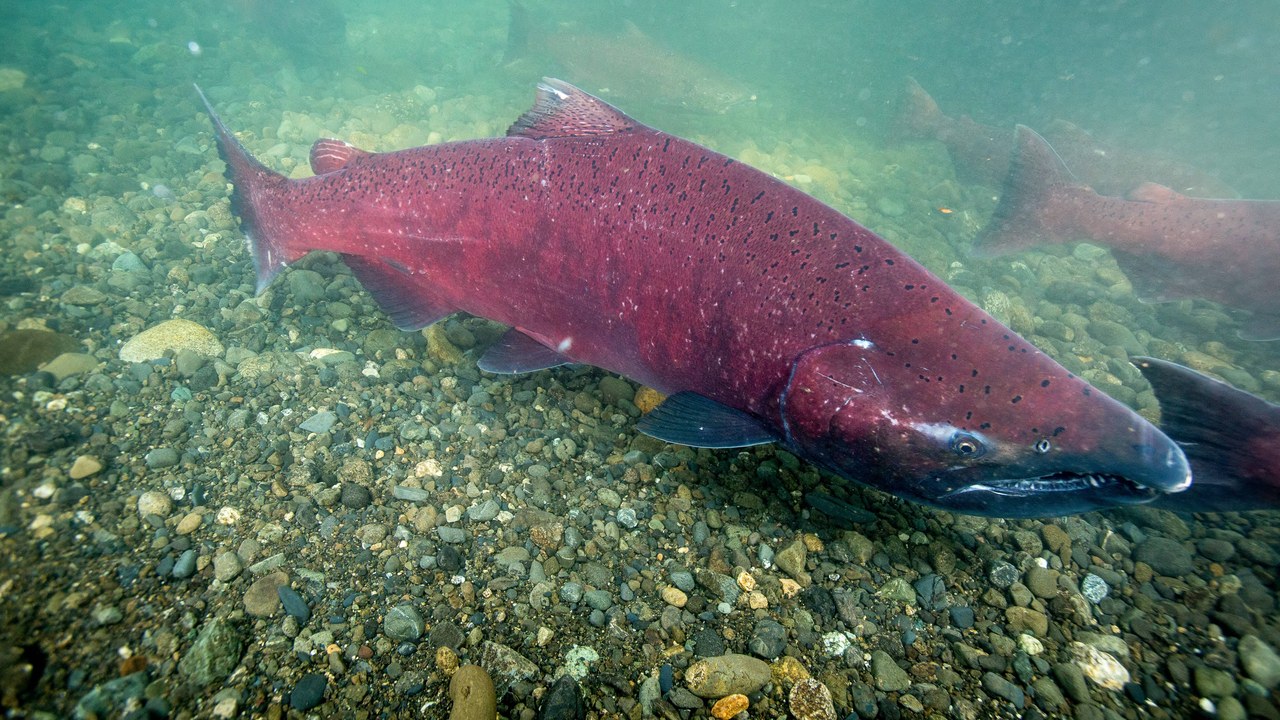 Chinook salmon — Image Credit: United States Fish and Wildlife Services - Public domain/Wiki Commons