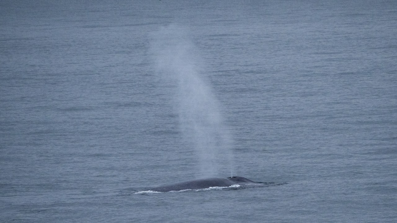 Blue whale — Image Credit: Carina Gsottbauer - CC BY-SA 4.0/Wiki Commons