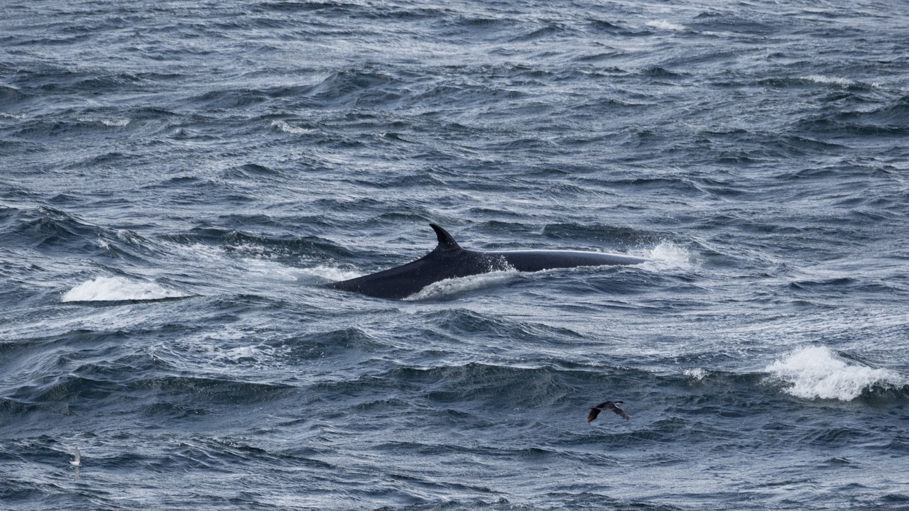 Sei whale — Image Credit: Carina Gsottbauer - CC BY-SA 4.0/Wiki Commons