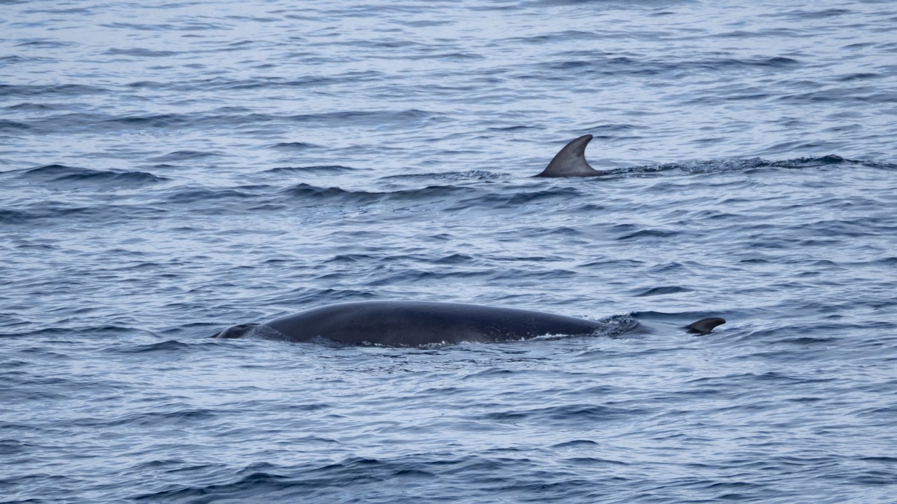Minke whale — Image Credit: Carina Gsottbauer - CC BY-SA 4.0/Wiki Commons