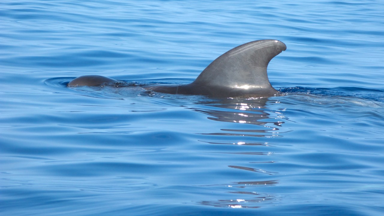 Short-finned pilot whale — Image Credit: Tim Wilson from Blaine, MN, USA - CC BY 2.0/Wiki Commons