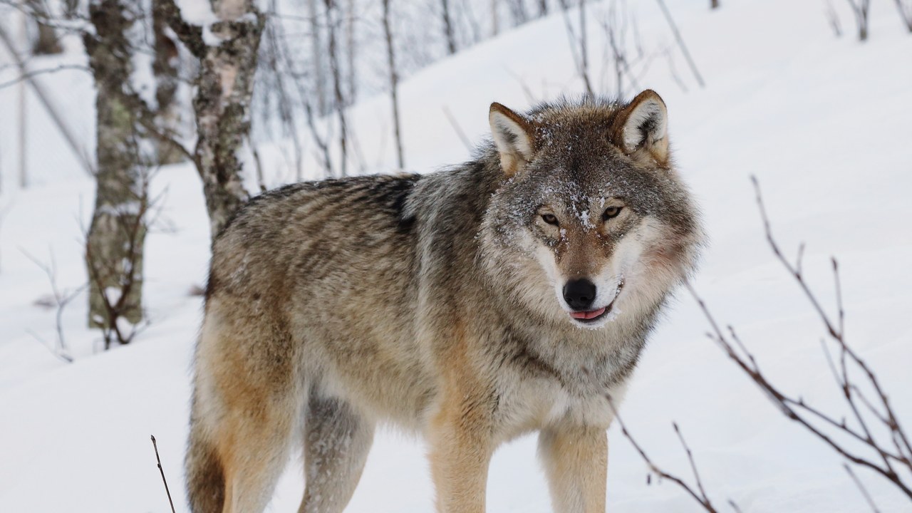Gray wolf — Image Credit: User:Mas3cf - CC BY-SA 4.0/Wiki Commons
