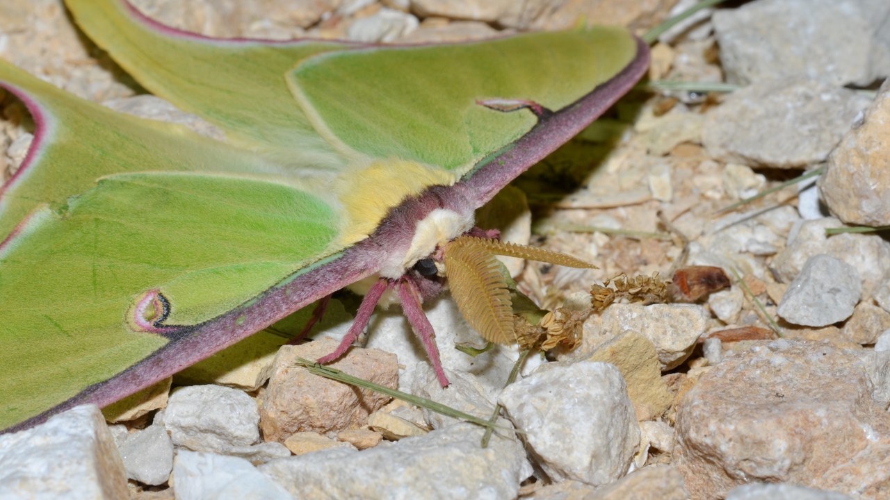 Luna moth — Image Credit: Andy Reago & Chrissy McClarren - CC BY 2.0/Wiki Commons