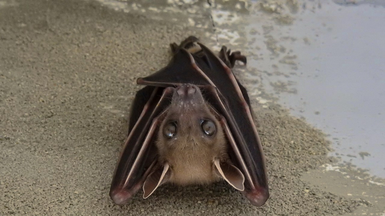 Bat — Image Credit: Paramanu Sarkar - CC BY-SA 4.0/Wiki Commons