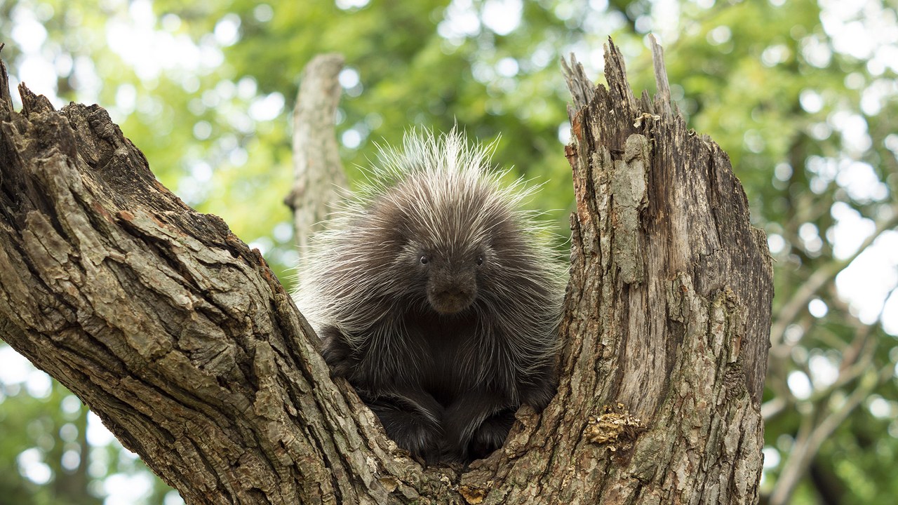 Porcupine — Image Credit: Potawatomi Zoo - CC BY-SA 4.0/Wiki Commons