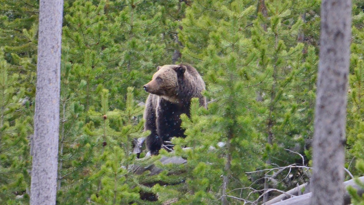 Grizzly bear — Image Credit: USFWS Mountain Prairie - Public domain/Wiki Commons