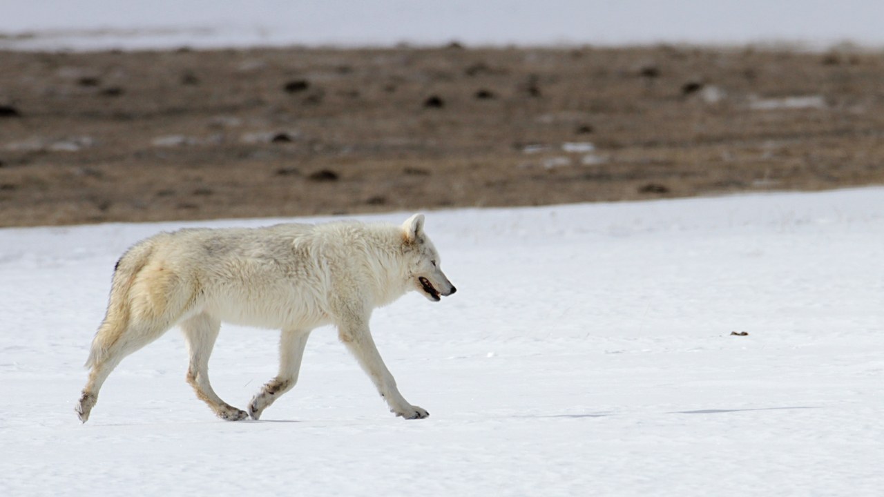 Gray wolf — Image Credit: Yellowstone National Park from Yellowstone NP, USA - Public domain/Wiki Commons