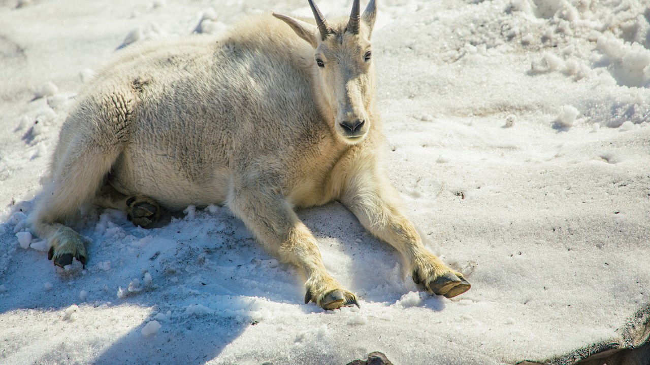 Mountain goat — Image Credit: GlacierNPS - Public domain/Wiki Commons