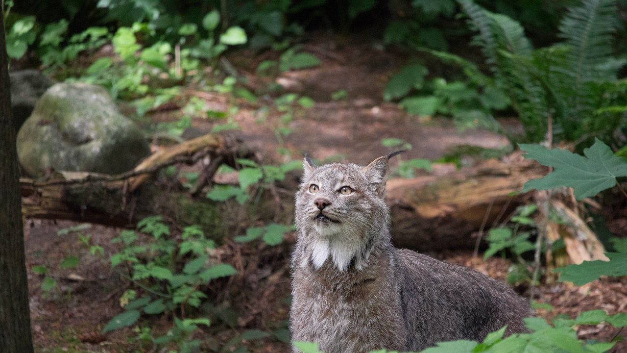 Canada lynx — Image Credit: Krystal Hamlin from Oak Harbor, WA - CC BY 2.0/Wiki Commons