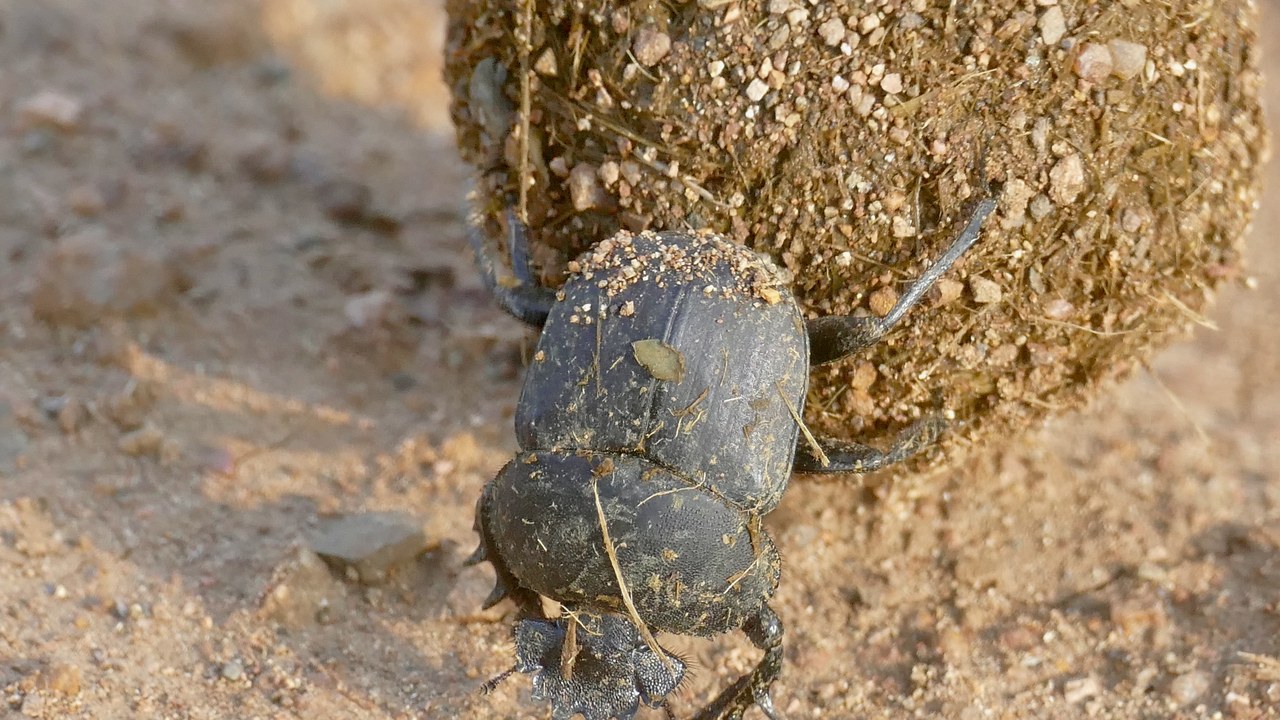 Dung beetle — Image Credit: Bernard DUPONT from FRANCE - CC BY-SA 2.0/Wiki Commons