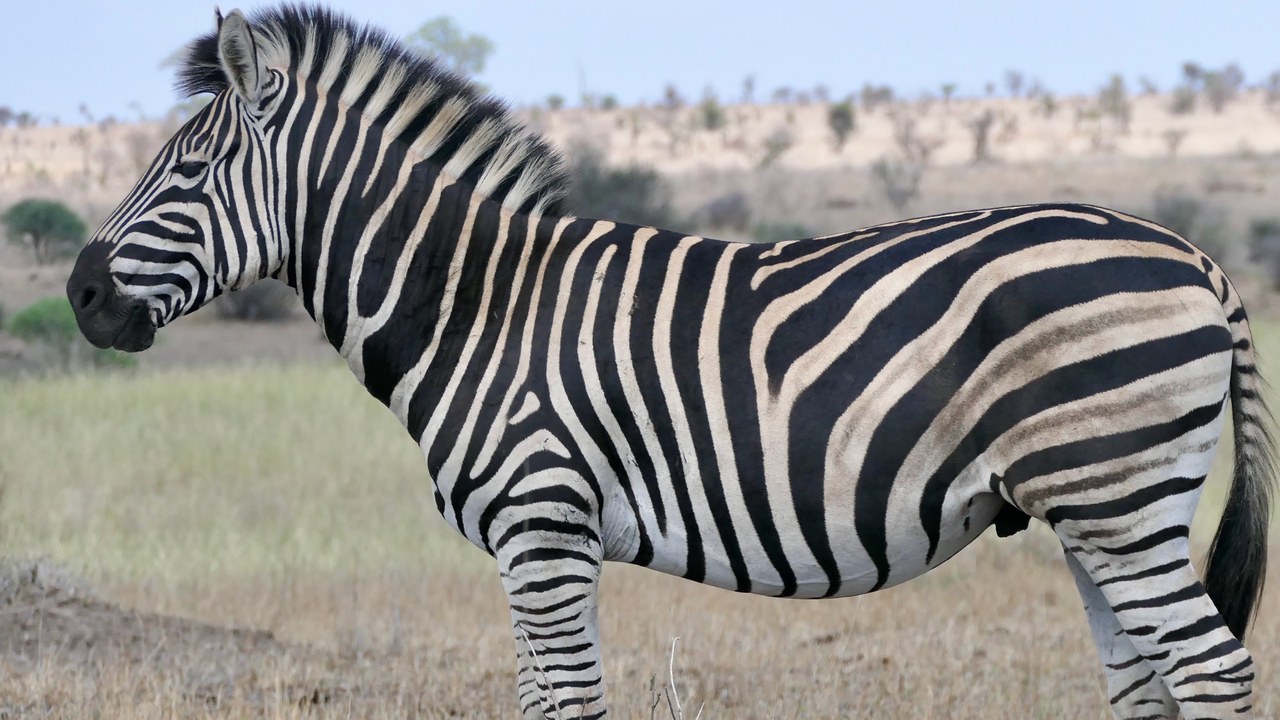 Plains zebra — Image Credit: Bernard DUPONT - CC BY-SA 2.0/Wiki Commons