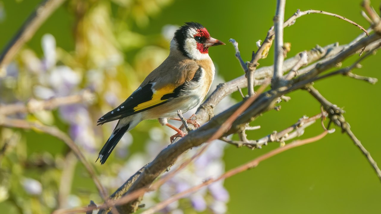 European goldfinch — Image Credit: Giles Laurent - CC BY-SA 4.0/Wiki Commons