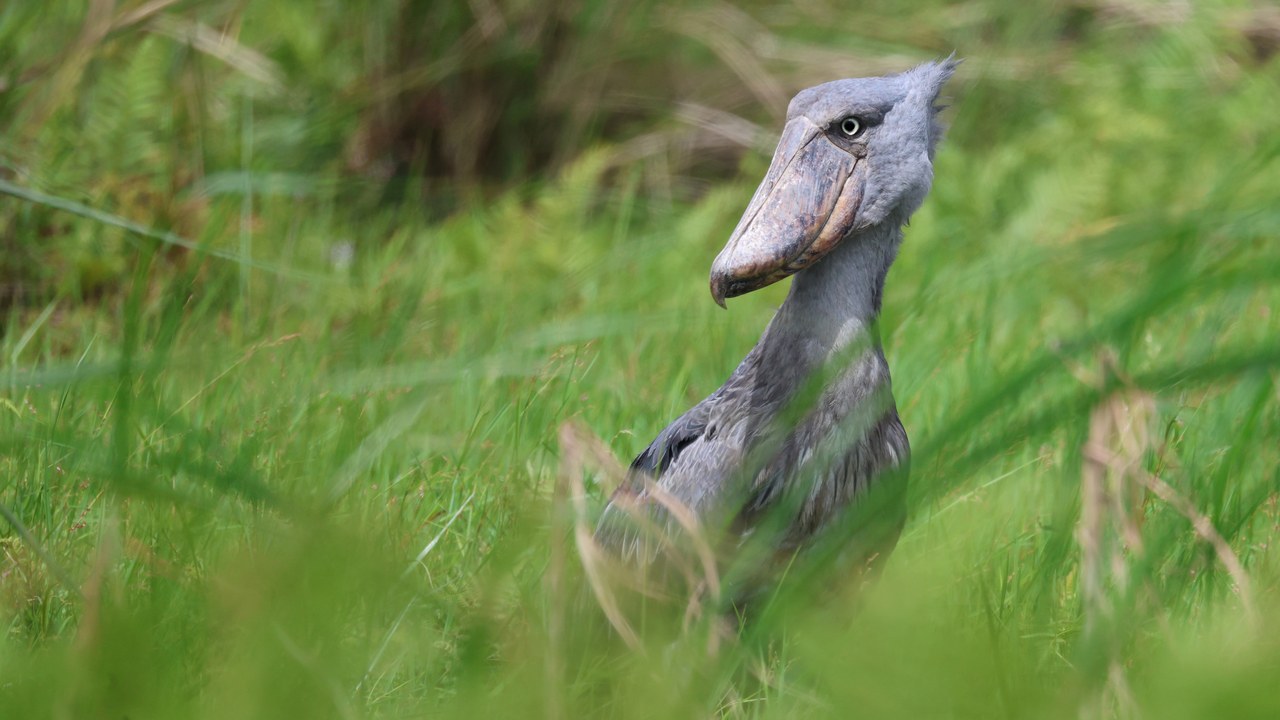 Shoebill — Image Credit: flowcomm - CC BY 2.0/Wiki Commons