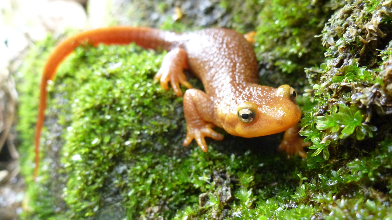 California newt — Image Credit: National Park Service from USA - Public domain/Wiki Commons