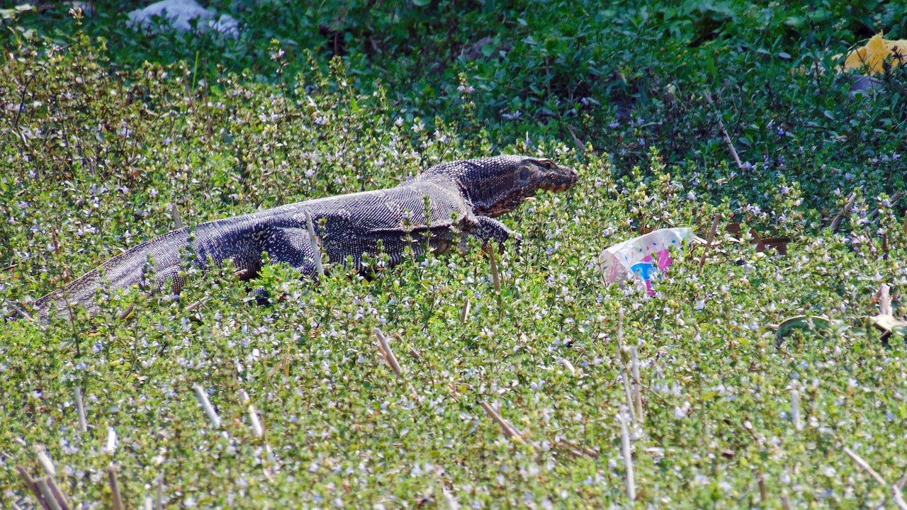Asian water monitor — Image Credit: RAJIB.MTY - CC BY-SA 4.0/Wiki Commons