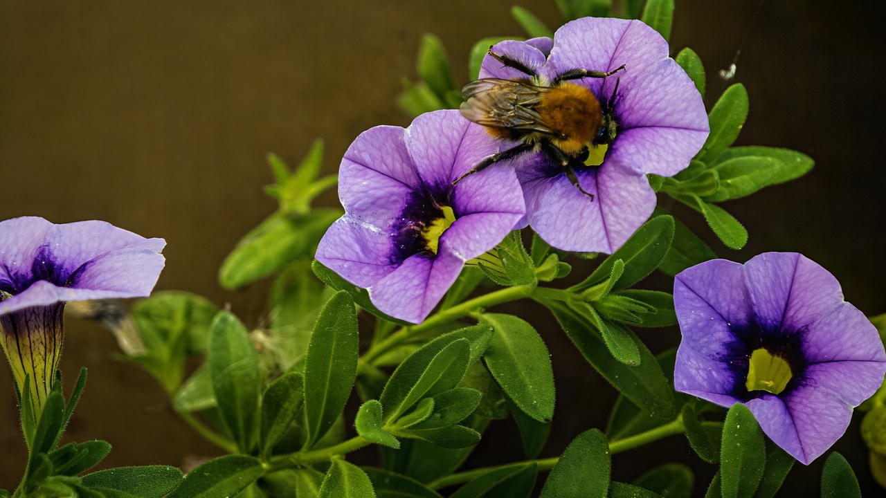 Common carder bee — Image Credit: Didier Descouens - CC BY-SA 4.0/Wiki Commons