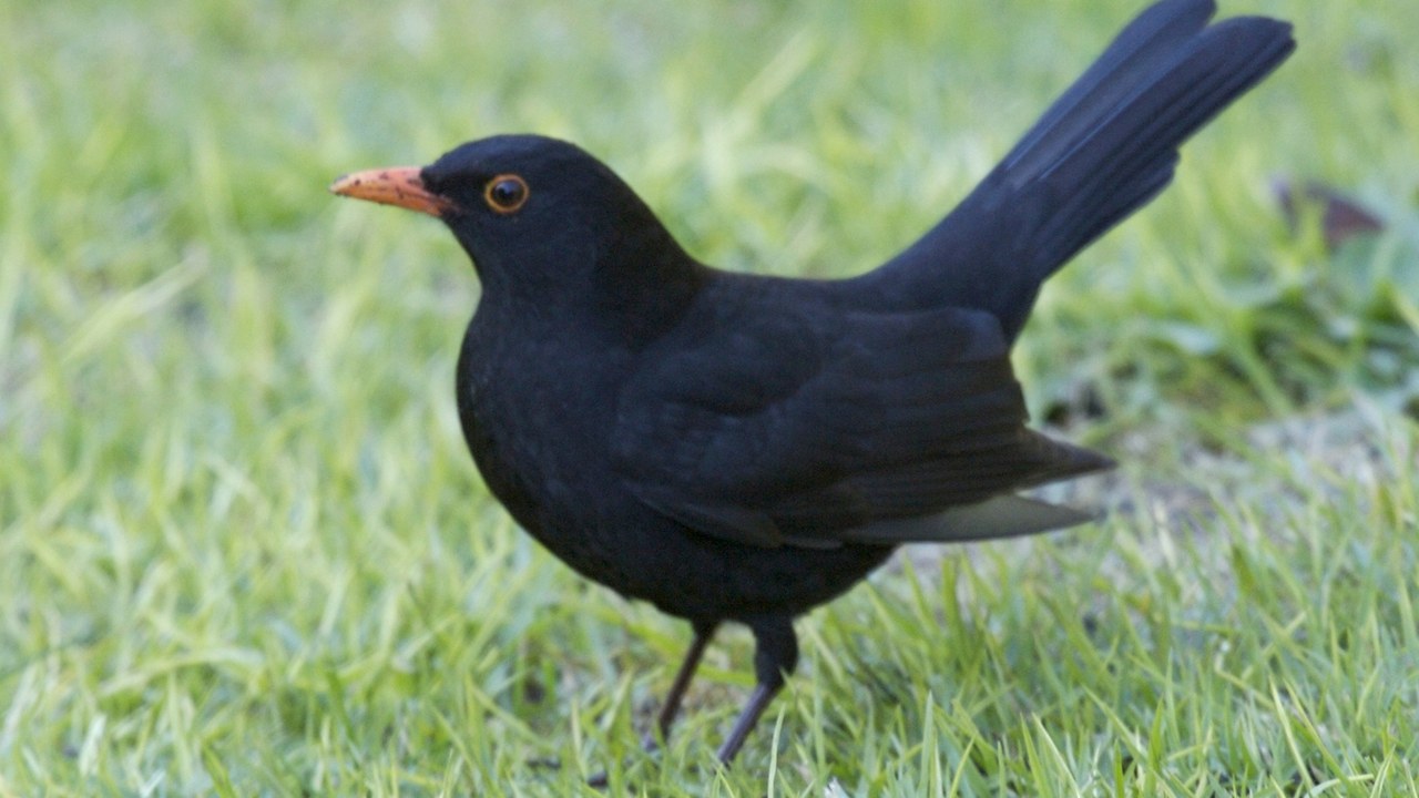 Common blackbird — Image Credit: Lip Kee from Singapore, Republic of Singapore - CC BY-SA 2.0/Wiki Commons