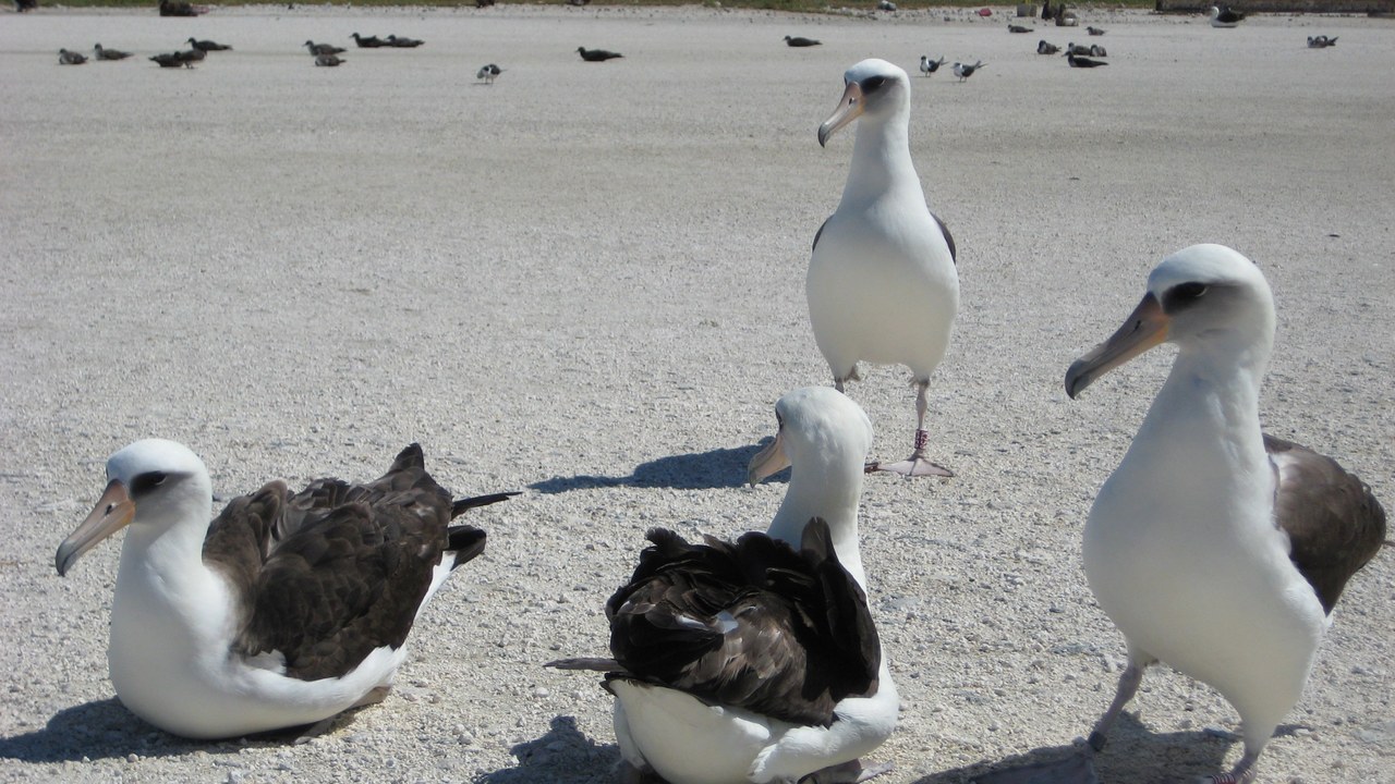 Laysan albatross — Image Credit: LCDR Eric T. Johnson, NOAA Corps: NOAA Photo Library - CC BY 2.0/Wiki Commons