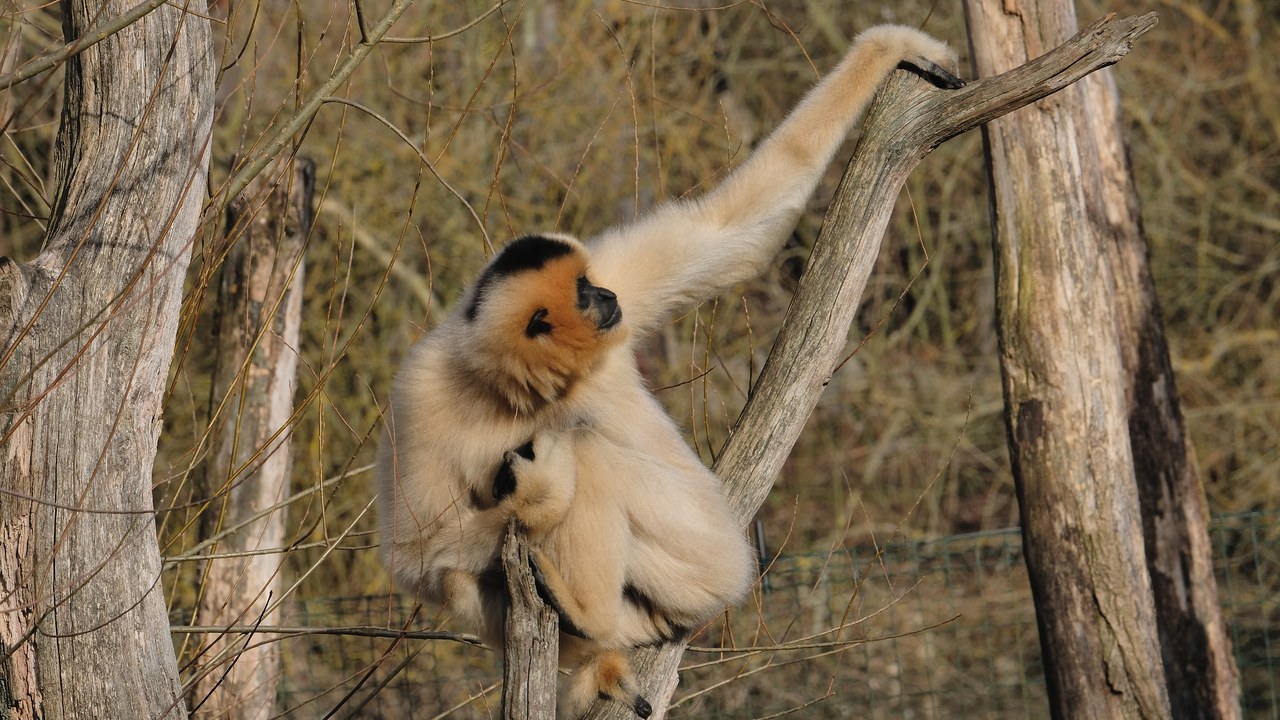 Gibbon — Image Credit: Musicaline - CC BY-SA 4.0/Wiki Commons