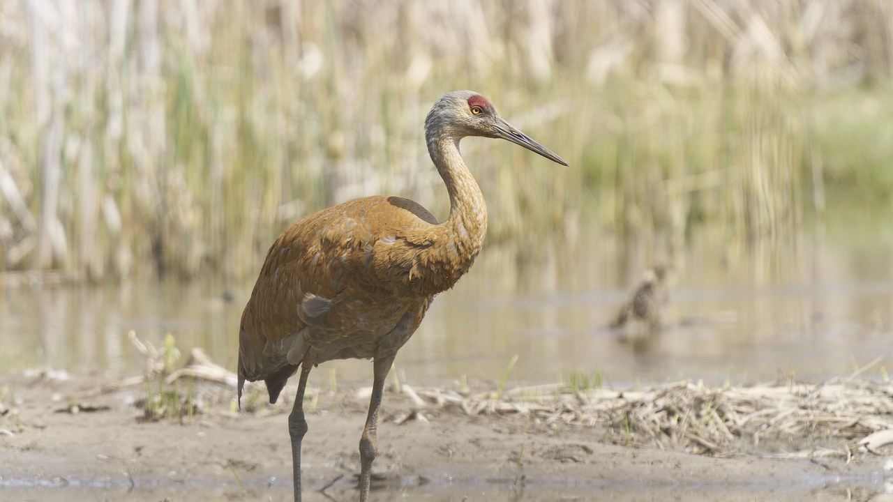 Sandhill crane — Image Credit: Paul Danese - CC BY-SA 4.0/Wiki Commons