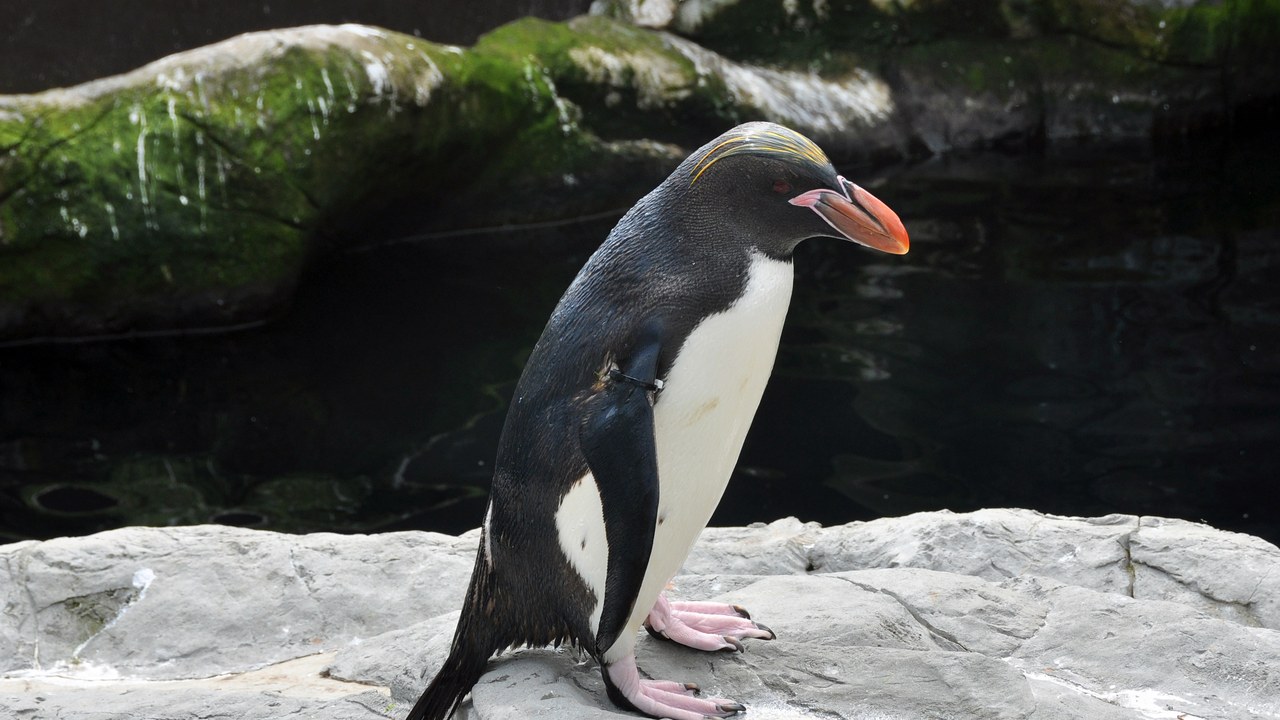 Macaroni penguin — Image Credit: Nilfanion - CC BY-SA 3.0/Wiki Commons