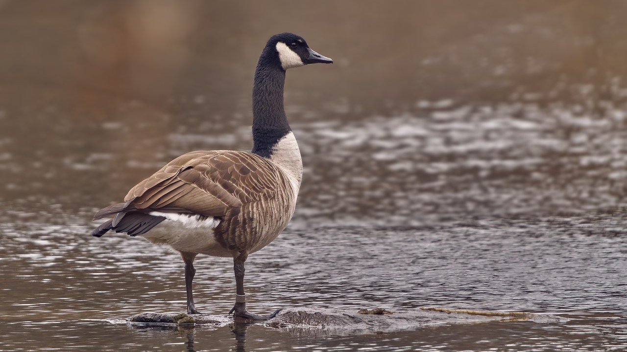 Canada goose — Image Credit: Paul Danese - CC BY-SA 4.0/Wiki Commons