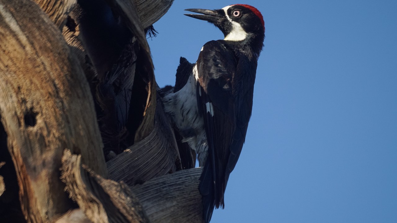 Acorn woodpecker — Image Credit: Mike's Birds from Riverside, CA, US - CC BY-SA 2.0/Wiki Commons