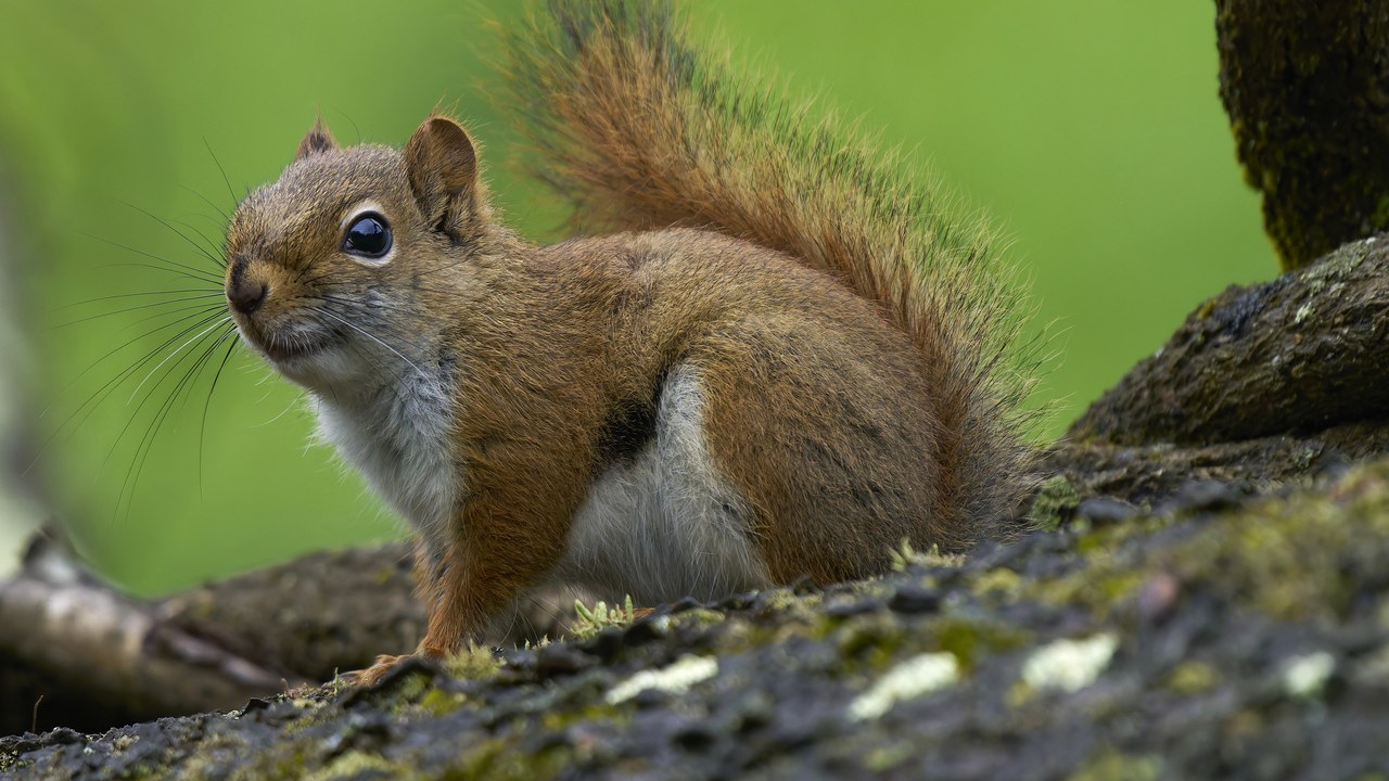 American red squirrel — Image Credit: Paul Danese - CC BY-SA 4.0/Wiki Commons