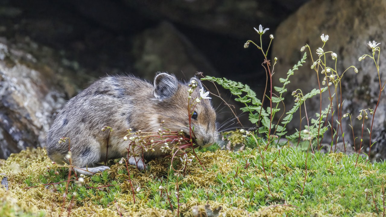 American pika — Image Credit: Charles J. Sharp - CC BY-SA 4.0/Wiki Commons