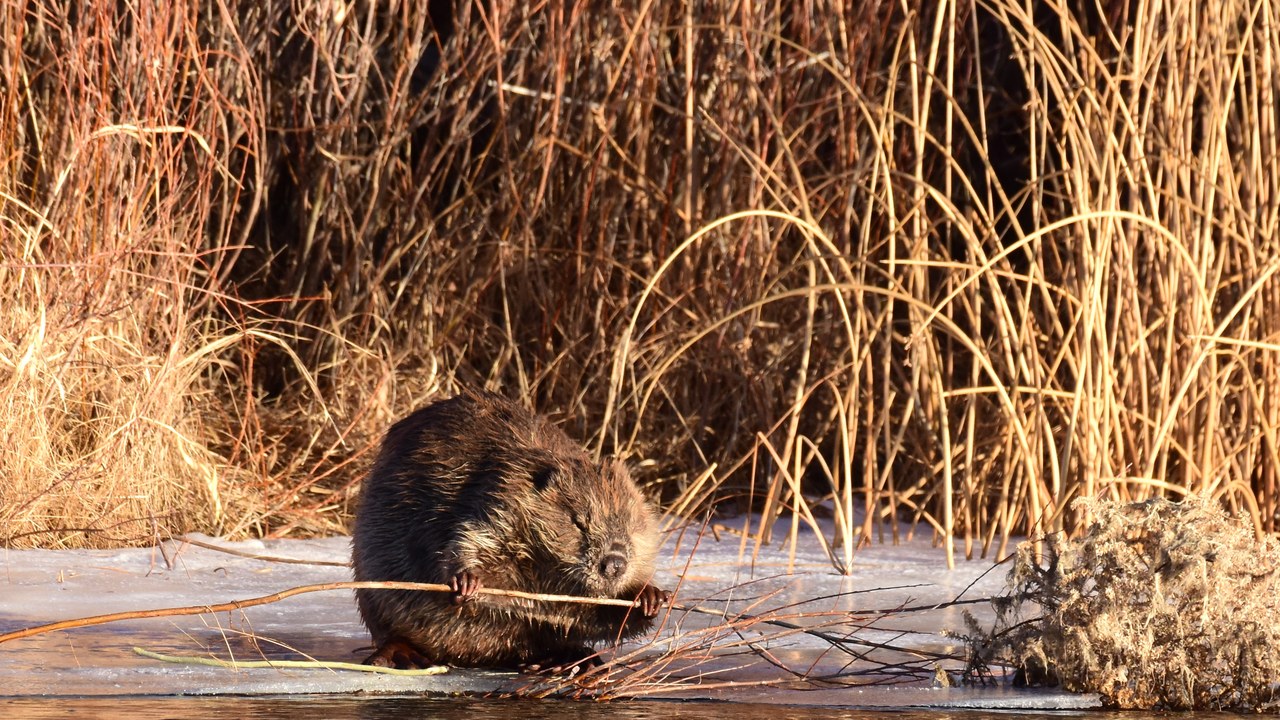 North American beaver — Image Credit: USFWS Mountain Prairie - Public domain/Wiki Commons