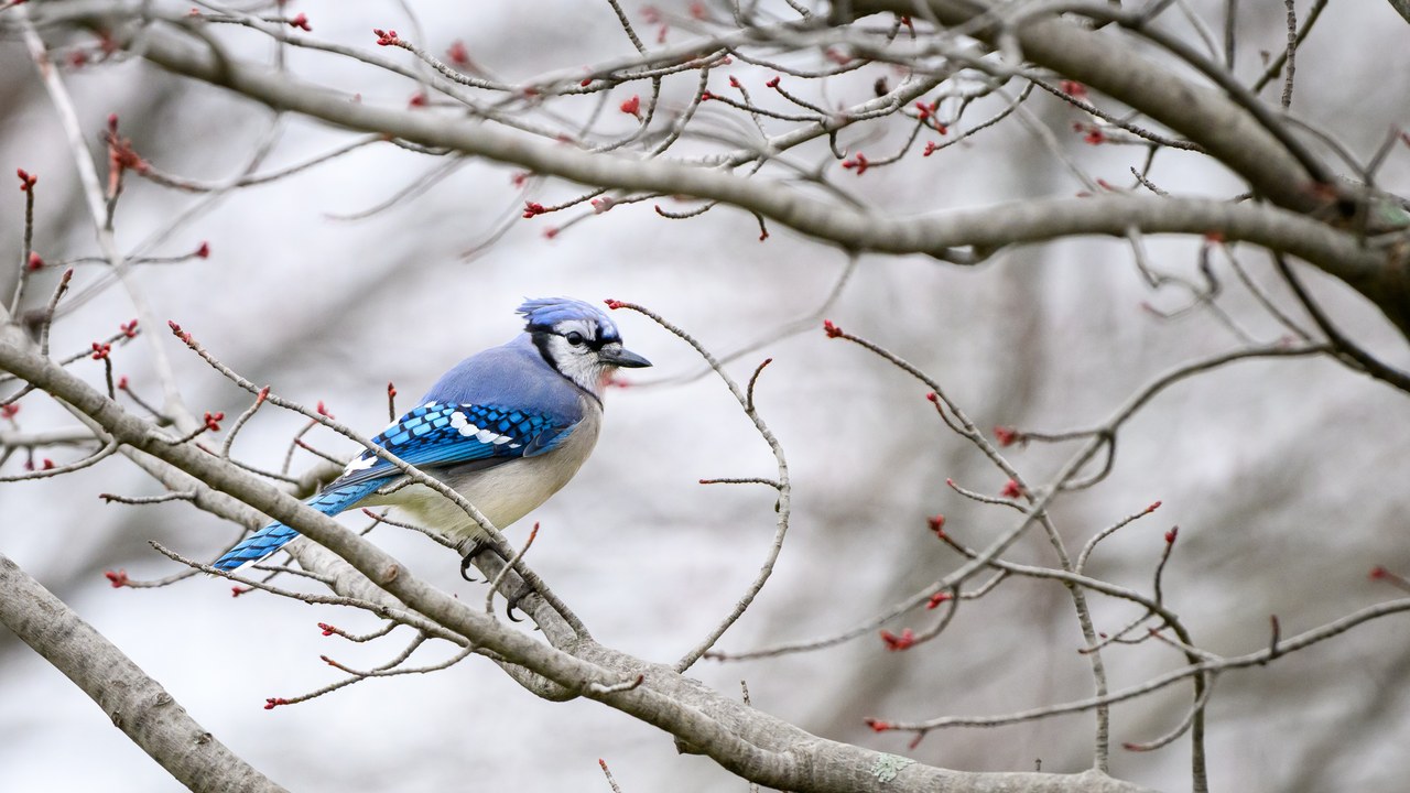 Blue jay — Image Credit: Enoch Leung from Canada - CC BY-SA 2.0/Wiki Commons