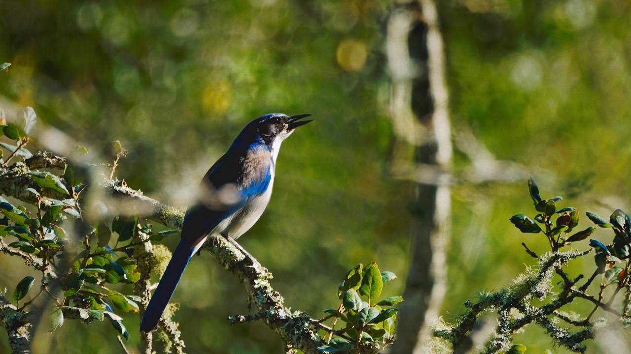 California scrub jay — Image Credit: Ross Carver - CC BY-SA 2.0/Wiki Commons