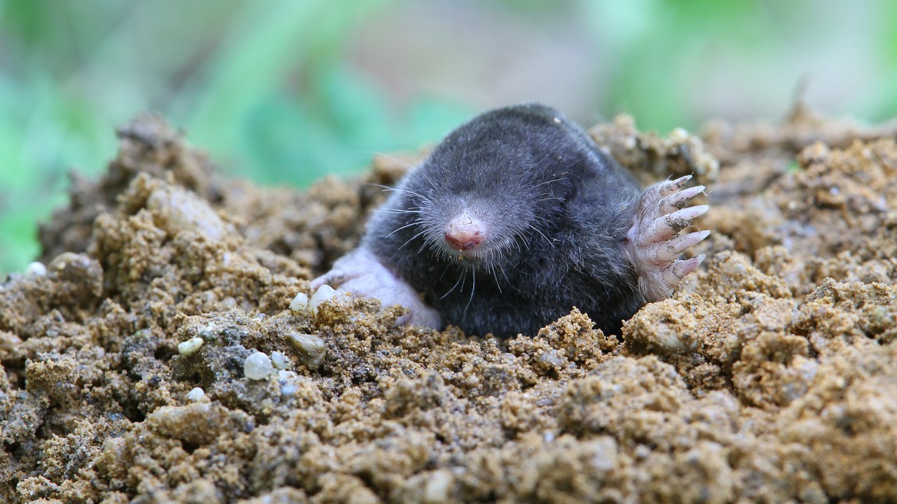 Mole — Image Credit: Christoph Moning - CC BY 4.0/Wiki Commons
