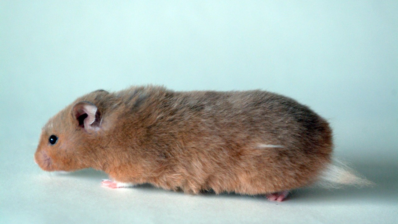 Golden hamster — Image Credit: Adamjennison111 at English Wikipedia - CC BY 2.5/Wiki Commons